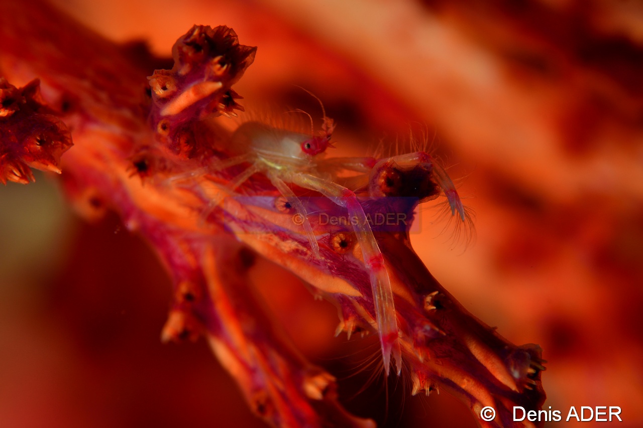 Uroptychus joloensis Nidalia Chironephthya dofleini-Tomia Mari Mabuk-21m-20180525-Denis-ADER-DSC_0469_tn.jpg